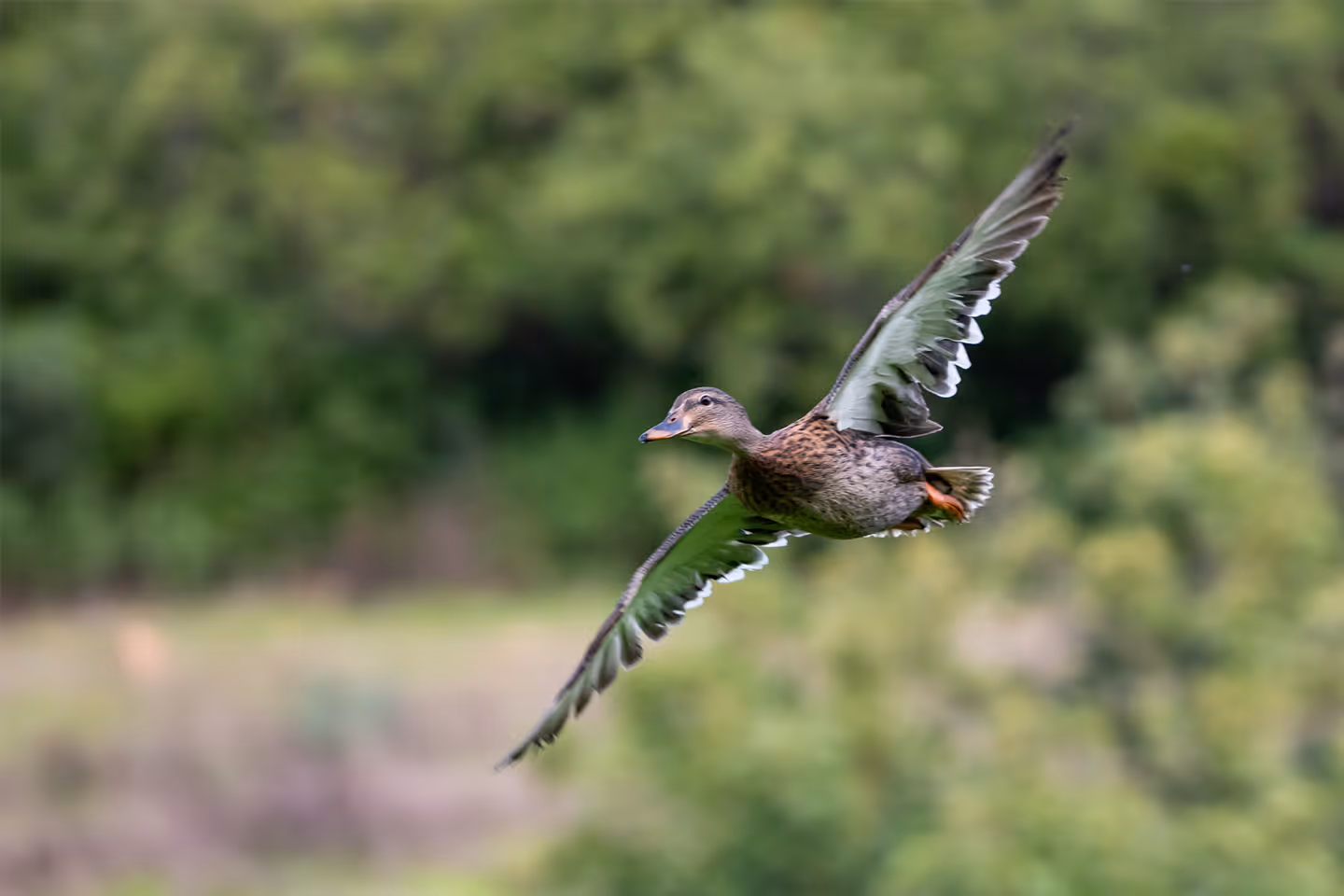 Proyecto Hunting Tallares — referencia nacional de caza