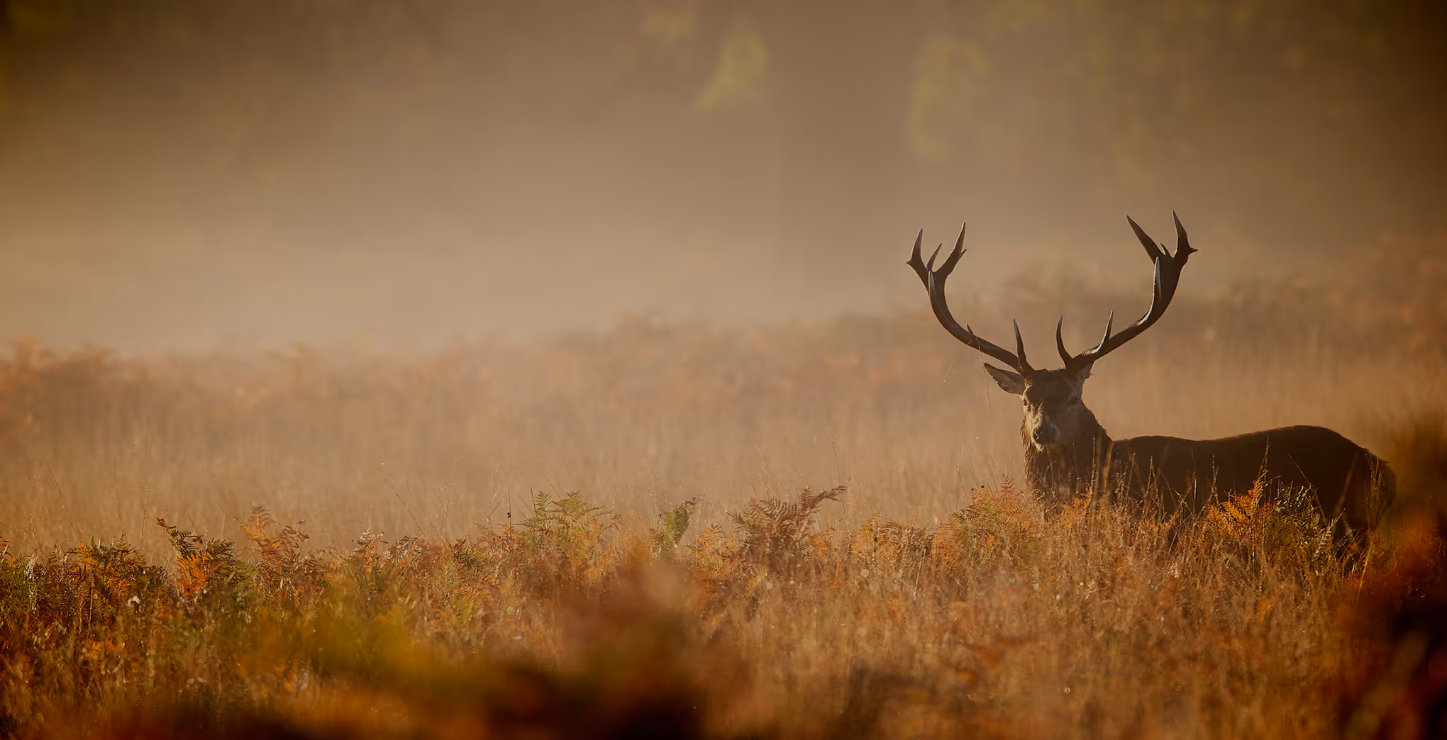 Ciervo, imagen de la sección de caza de Hunting Tallares