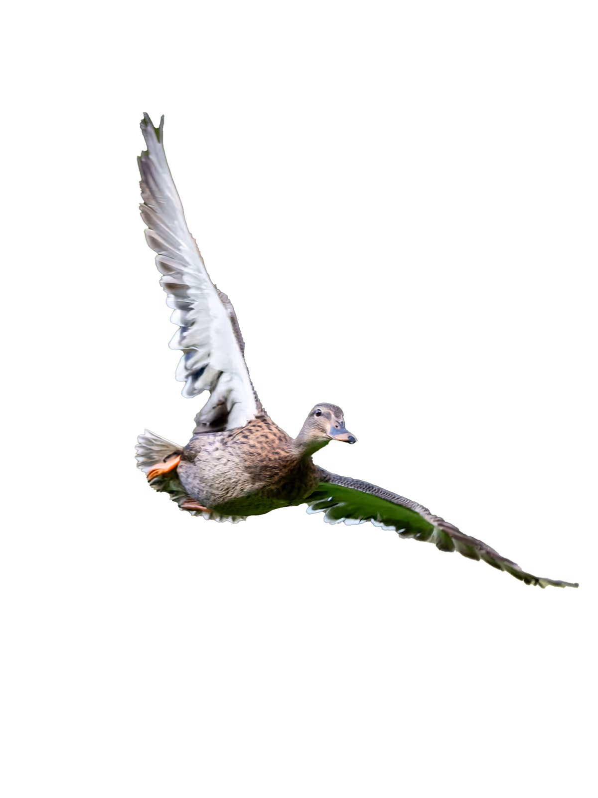 Pato, imagen de la sección de caza de Hunting Tallares